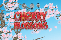 Cherry Blossoms